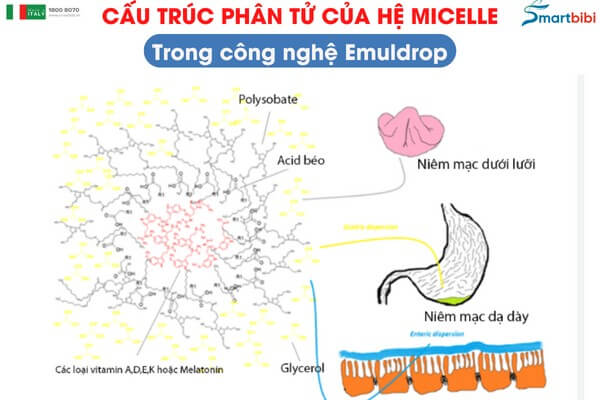 cấu trúc phân tử của hệ micelle