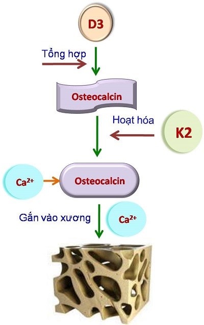 D3 cần có K2 để gắn canxi vào xương