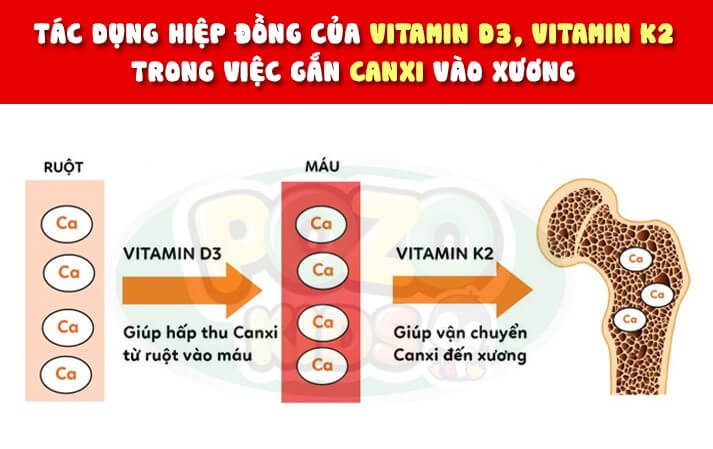 Vitamin D3K2 cần cho xương khớp