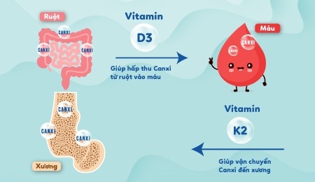 D3 cần thiết K2 nhằm vận gửi can xi cho tới xương