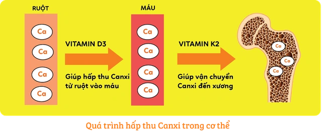 Thiếu 1 trong 3 quá trình hấp thụ canxi không đạt hiệu quả