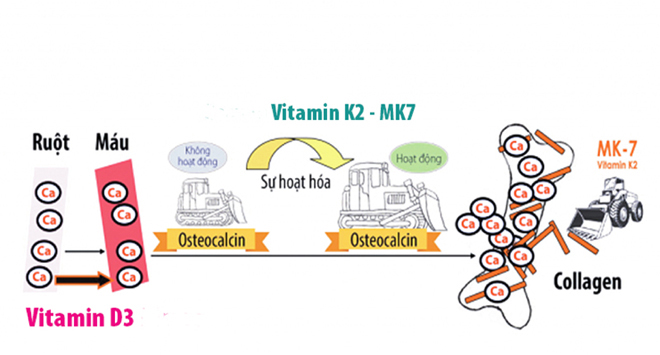 MK7 tham gia quá trình phát triển chiều cao của bé