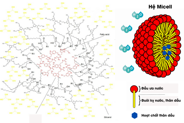 Cấu tạo hệ Micell trong công nghệ Emuldrop