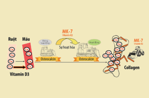 Vitamin D3 K2 MK7 có tác dụng gì