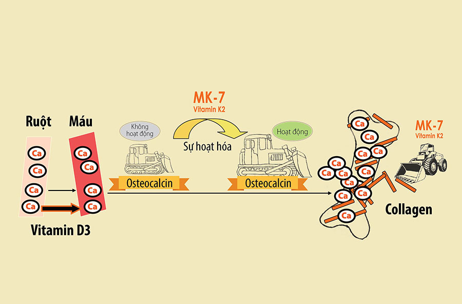 Kết hợp D3 K2 cùng lúc với nhau mang lại nhiều lợi ích